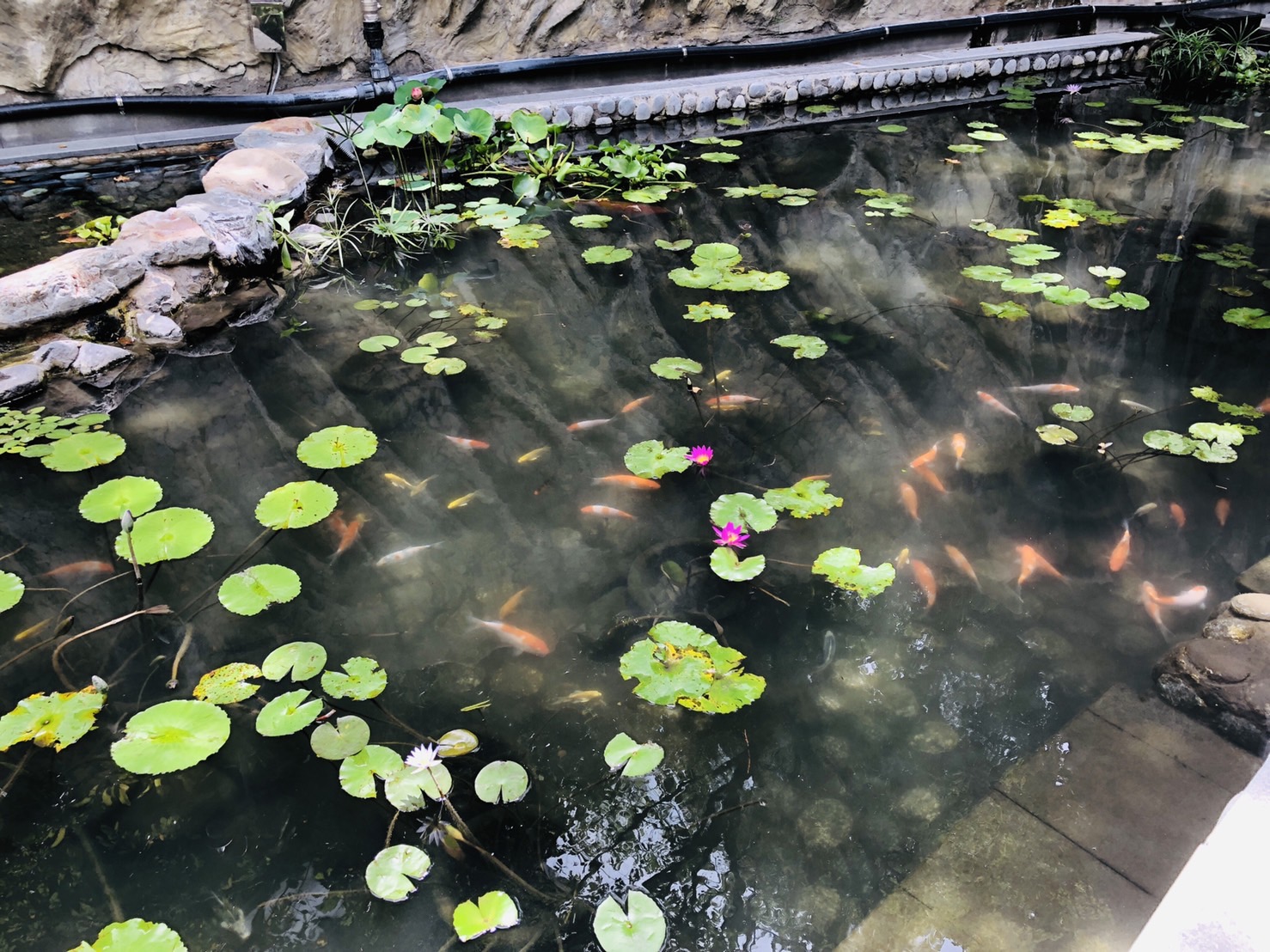 Lotus & Koi Pond