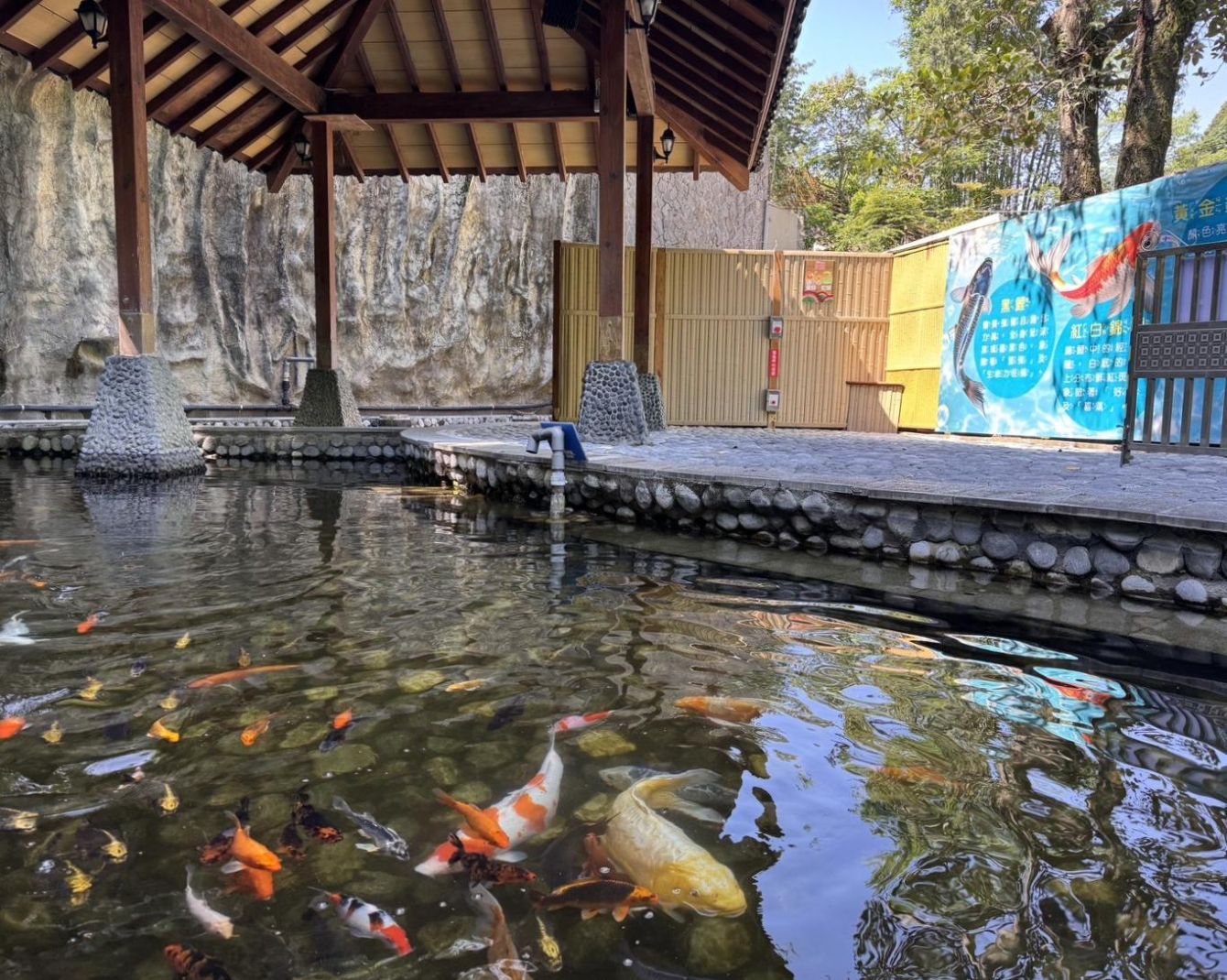 錦鯉池